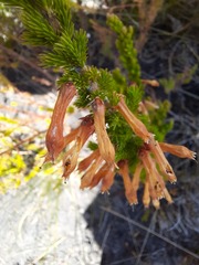 Erica colorans