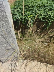 Cenchrus polystachios