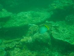 Chaetodon vagabundus