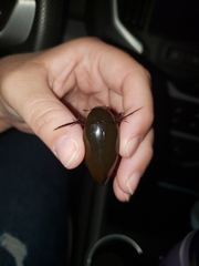 Hydrophilus insularis