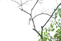 Epophthalmia elegans