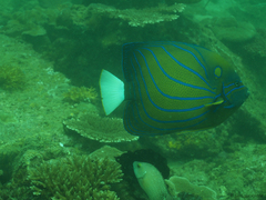 Pomacanthus annularis