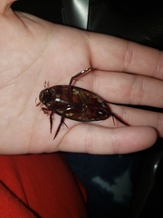 Hydrophilus insularis