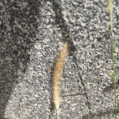 Cenchrus polystachios