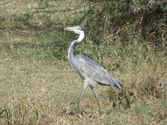 Ardea melanocephala