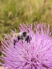 Bombus mesomelas