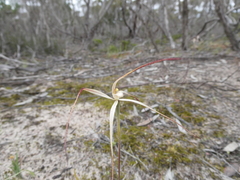 Caladenia capillata