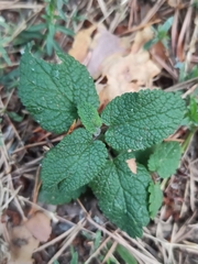 Teucrium scorodonia