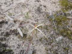 Caladenia capillata