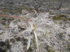 Caladenia capillata
