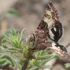 Schinia vacciniae