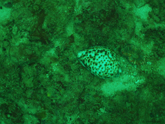 Cypraea tigris