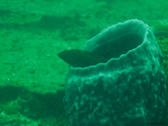 Epinephelidae