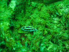 Phyllidia coelestis