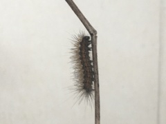 Spilosoma lubricipeda