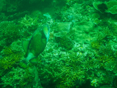 Balistoides viridescens