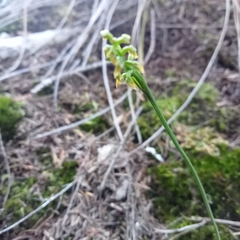 Genoplesium pumilum