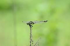 Ictinogomphus pertinax