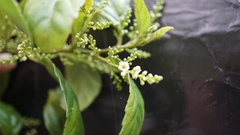 Maesa perlaria formosana