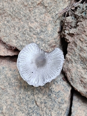 Lepiota atrodisca