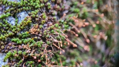 Macromitrium