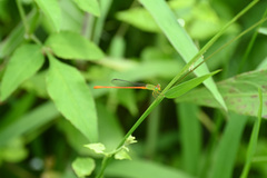 Ceriagrion auranticum
