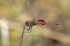 Tramea loewii