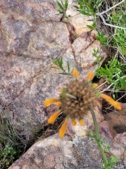 Leonotis ocymifolia