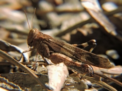 Oedipodinae