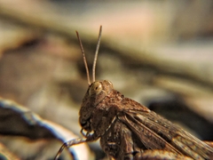 Oedipodinae