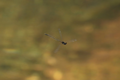 Prodasineura autumnalis