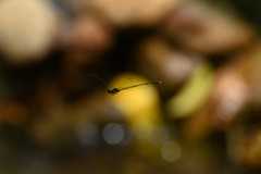 Prodasineura autumnalis