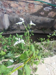 Fagopyrum esculentum