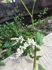 Fagopyrum esculentum