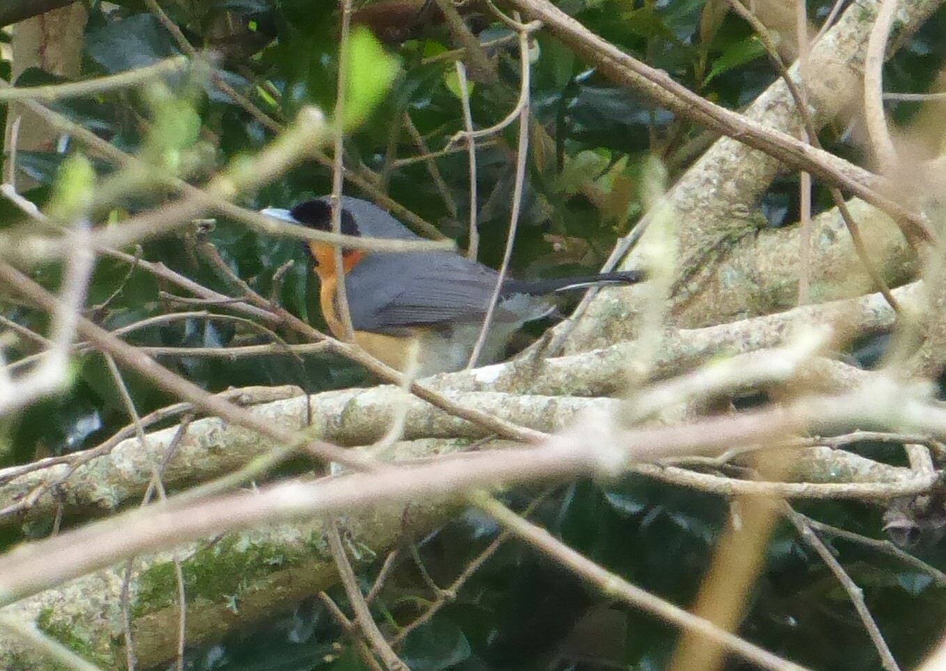 Australian Spectacled Monarch (Symposiachrus trivirgatus)