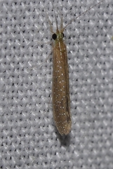 Setodes argentipunctellus