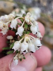 Erica perlata