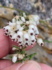 Erica perlata