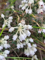 Erica perlata