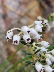 Erica perlata
