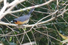 Symposiachrus trivirgatus
