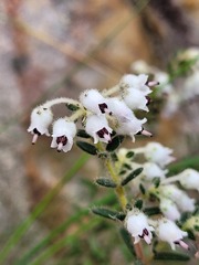 Erica perlata