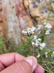 Erica perlata