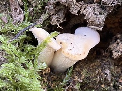 Hydnum crocidens
