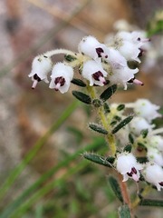Erica perlata