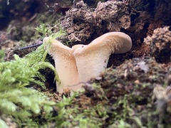 Hydnum crocidens