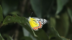 Delias eucharis