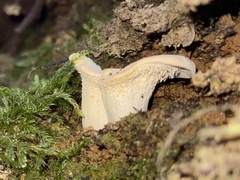 Hydnum crocidens