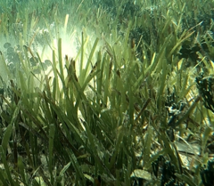 Zosteraceae