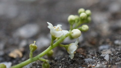 Maesa perlaria formosana